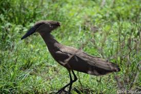 Awash National Park Birding